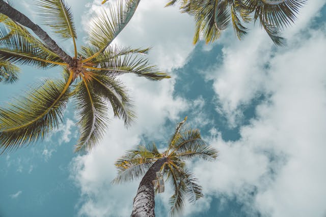 Palm trees photographed from below against a bright sky.