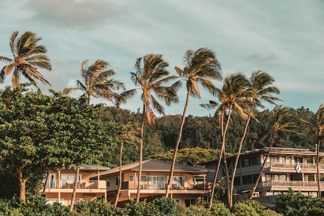 three-large-homes-surrounded-by-palm-trees-and-greenery